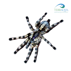Poecilotheria Formosa - Size M | Online Sale | TERRAQUA