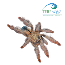 Psalmopoeus Pulcher - Size S | Online Sale | TERRAQUA