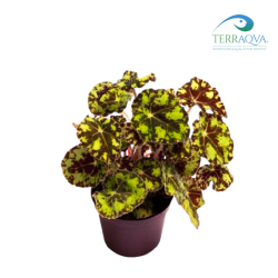 Begonia bowerae "Tiger".png