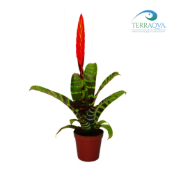 Vriesea splendens Era.png