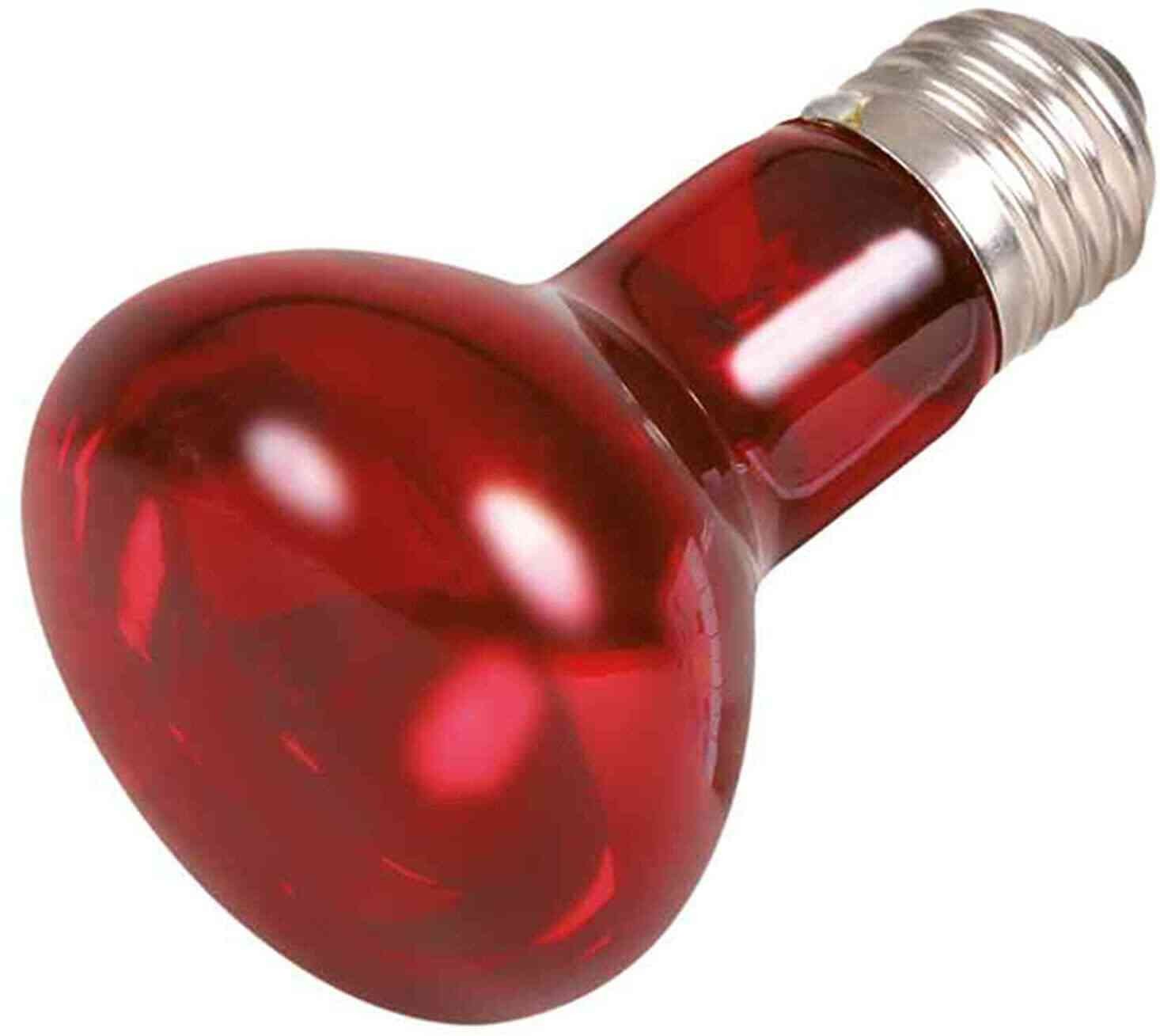 RED REPTILES LAMP
