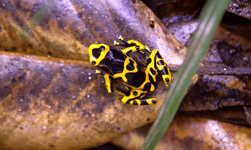 DART FROGS & MANTELLAS