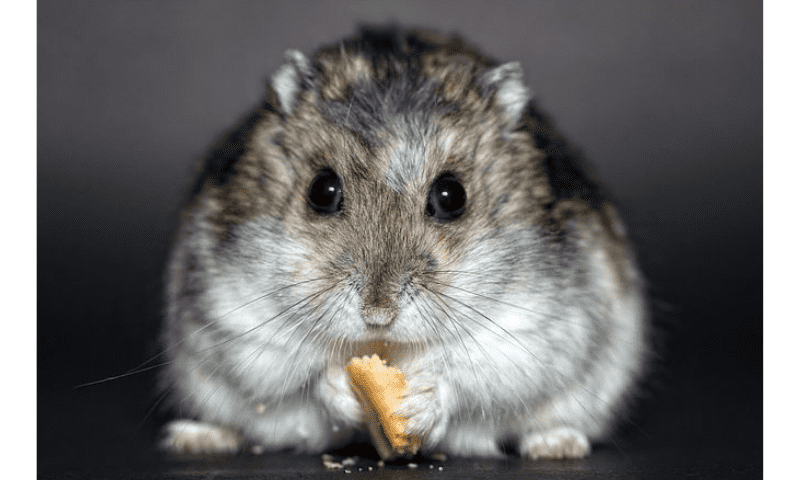 RODENTS FOODS & SUPPLEMENTS