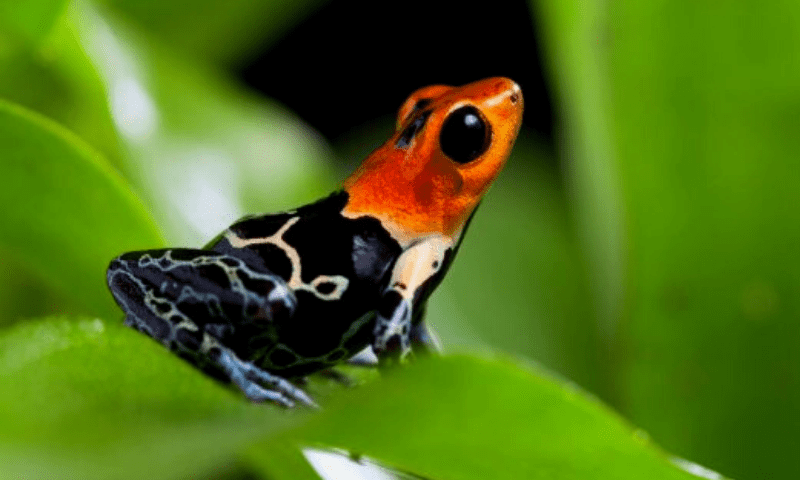 RANITOMEYA DART FROGS