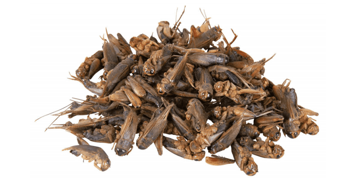 DRIED FEED INSECTS