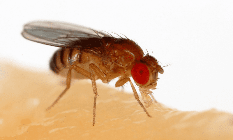 FRUIT FLIES & FLYING INSECTS